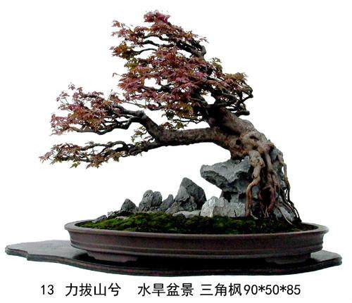 日本枫树盆景（鸡爪槭）的特定养护指南