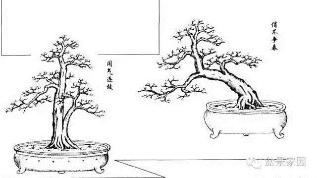 刘仲明老师的岭南盆景造型图