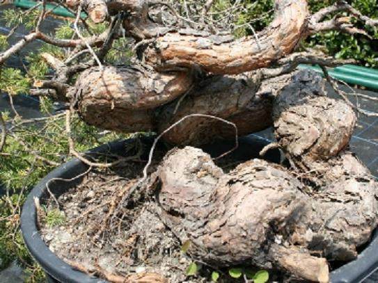 图解 5年制作樟子松盆景发芽修剪的过程
