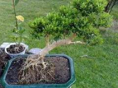 小叶黄杨老桩盆景栽种移植后怎样制作