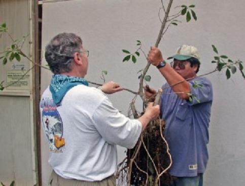 图解 夏威夷榕树盆景怎么生根发芽的过程