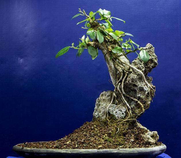 图解 夏威夷榕树盆景怎么生根发芽的过程
