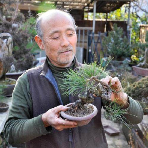 Kawabe还收藏了大量的日本红豆杉盆景