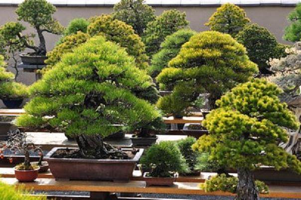 下一站：世界上最着名的松树盆景花园