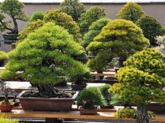 下一站世界上最着名的松树盆景花园
