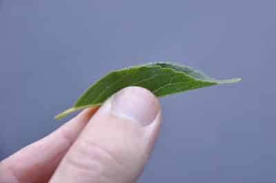Folding the leaf