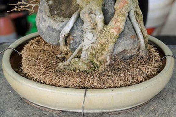 三叉戟枫树翻盆：如何将树固定在盆子中？