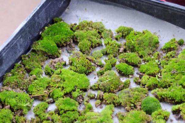 怎么制作盆景苔藓的15个过程