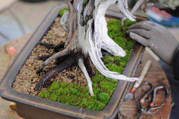 怎么制作盆景苔藓的15个过程