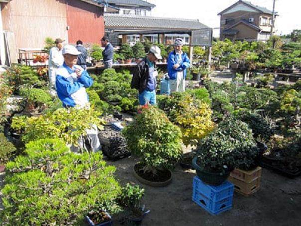 日本上野绿色俱乐部每月举办一次盆景拍卖会
