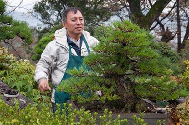 图解 日本大黑松盆景怎么蟠扎的6个方法