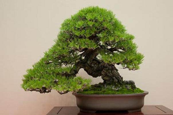 日本黑松盆景 - 伟大的树皮和运动