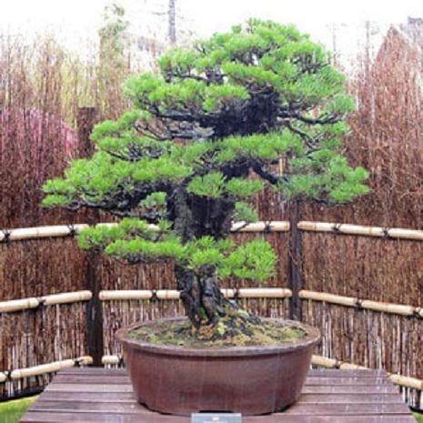 大型日本黑松木在巨大的古董盆子