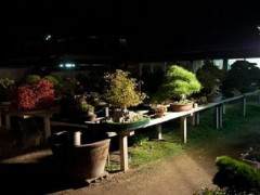 每个月底 日本夜间都有盆景拍卖会
