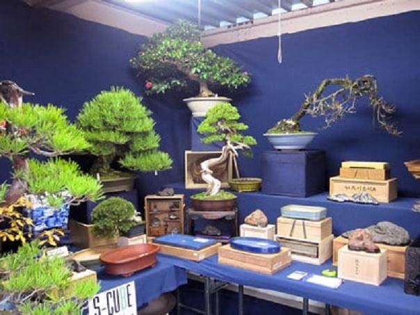 Sakufu-ten - 盆景专业人士的展览