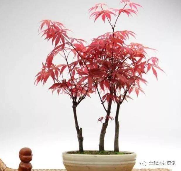 日本红枫盆景的种植方法有哪些？