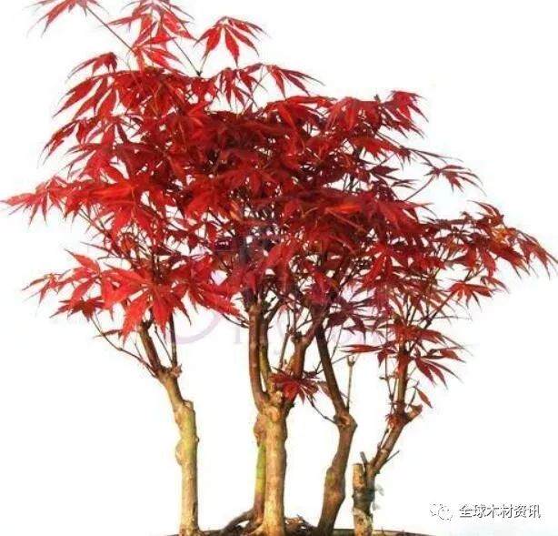 日本红枫盆景的种植方法有哪些？