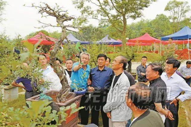 平铺镇首届盆景节暨老鸦柿交流研讨会