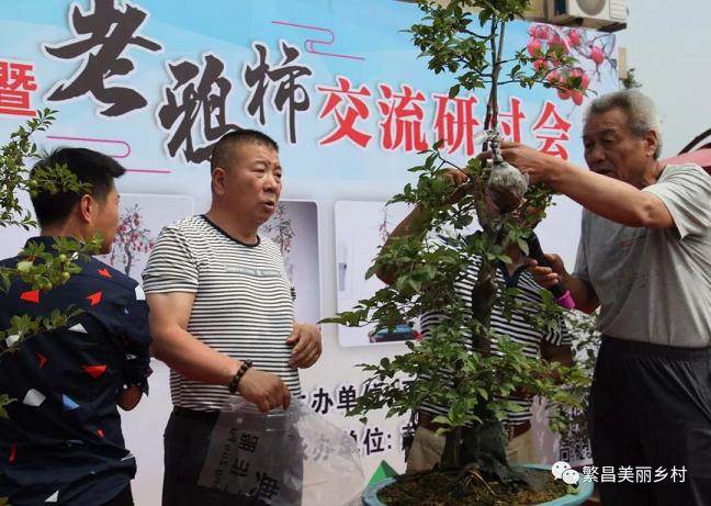 平铺镇首届盆景节暨老鸦柿交流研讨会