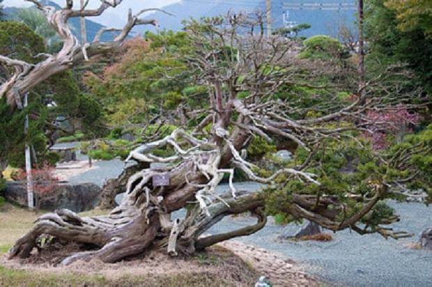 岩崎大造被称为日本首屈一指的盆景收藏家