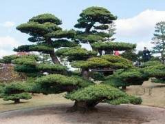 岩崎大造被称为日本首屈一指的盆景收藏家