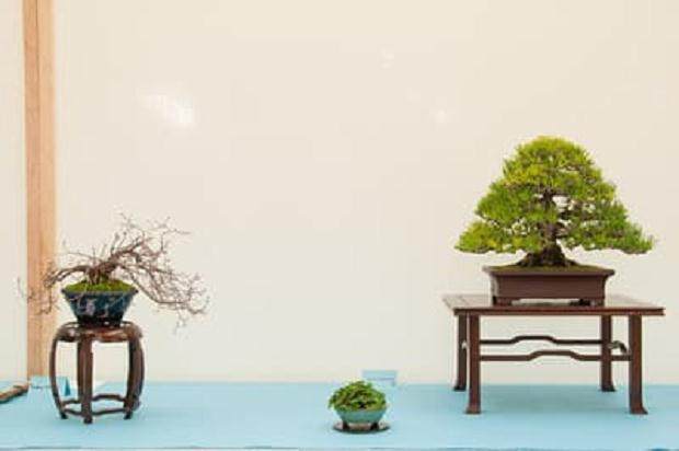 湾岛盆景第十四届年度展览中展出小品盆景