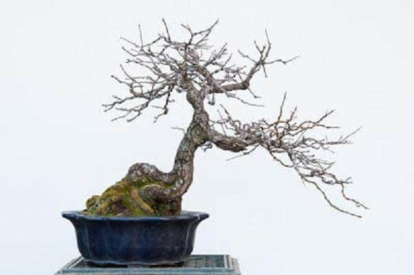 图解 日本梅花盆景怎么修剪的前后对比