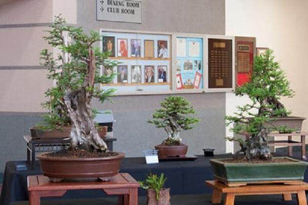 红木帝国盆景协会第30届盆景展上的针叶树