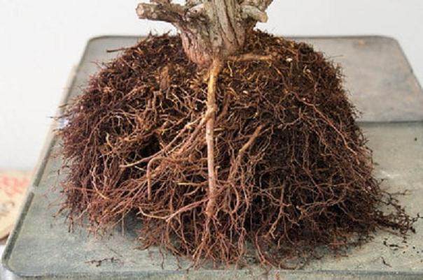 图解 怎么修剪针叶树盆景发芽后的根部