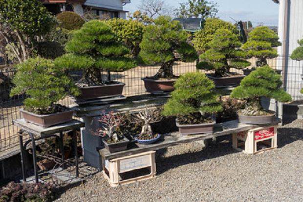 参观日本本田先生的盆景花园