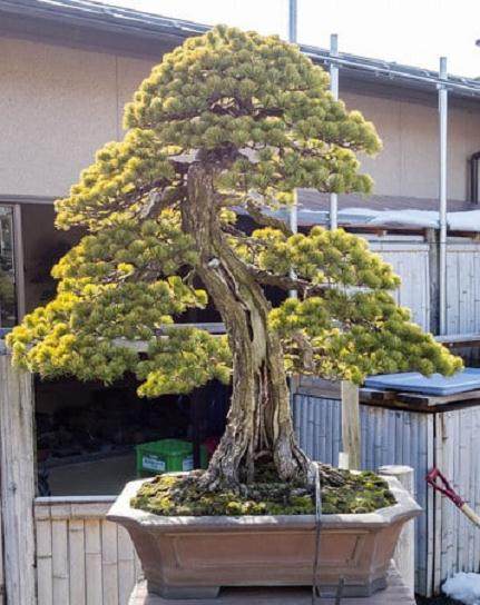 日本朋友今井花园里的松树盆景