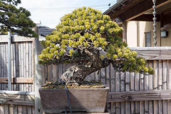日本朋友今井花园里的松树盆景