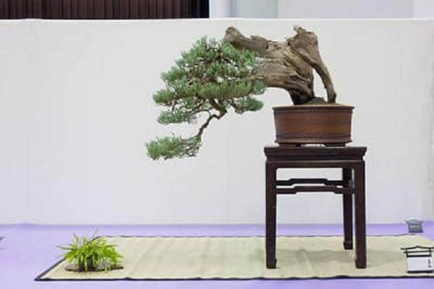红木帝国盆景协会第31届年度展会