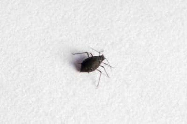 蚜虫是盆景害虫中最常见的 如何防治呢