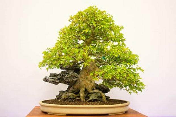 红木帝国盆景协会第32届年度展上的三叉戟枫树