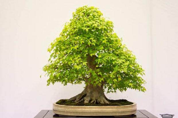 红木帝国盆景协会第32届年度展上的三叉戟枫树