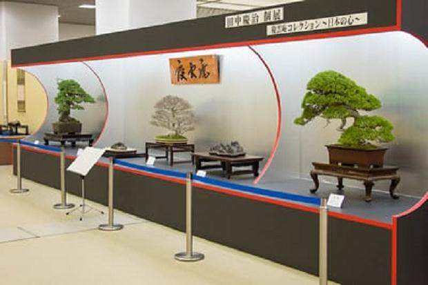 日本的核心 - 田中敬治在第35届泰康十中的盆景展