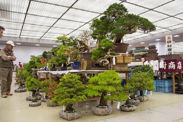 参观日本泰康十的盆景销售区