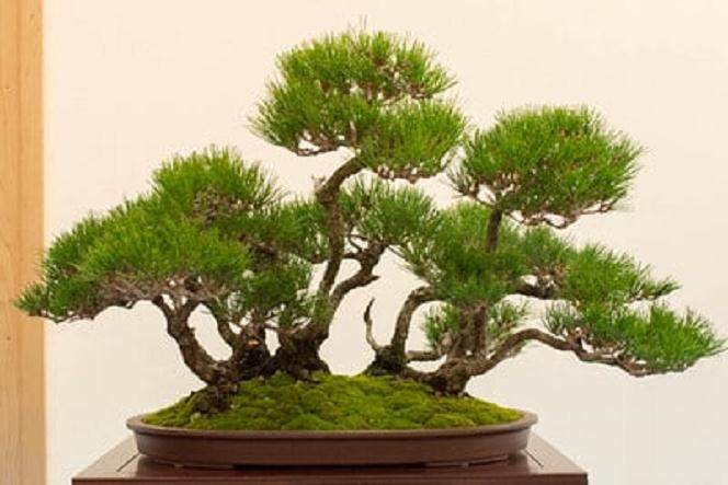 日本红松盆景 - 距种子22年