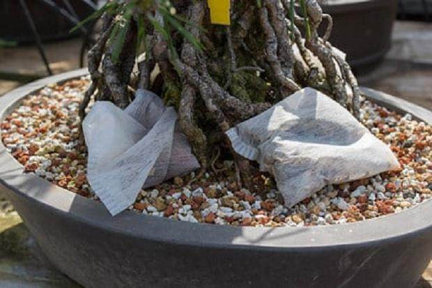 茶叶袋中的棉籽粉 - 这种树需要多一些袋子