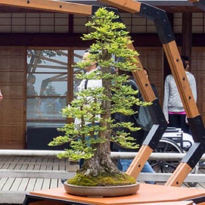 波特兰日本花园举办以瑞安尼尔为题的盆景展