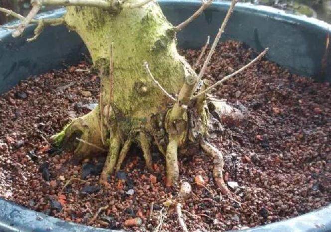 图解 如何给枫树盆景洗根的方法