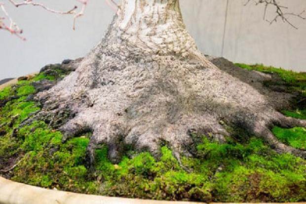 日本枫木的表面根源有助于树干的天赋