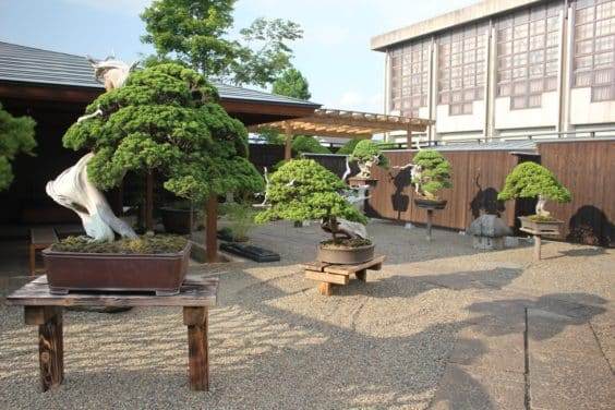 在日本Obuse的铃木信二花园里的针叶树