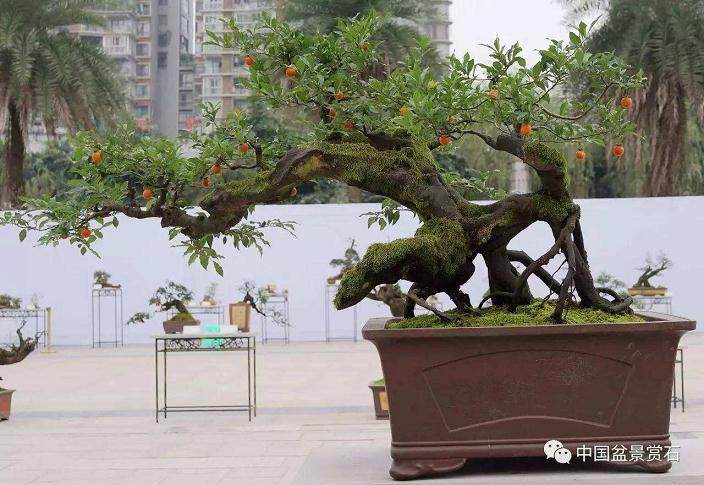 中国盆景艺术家协会永川会员中心成立