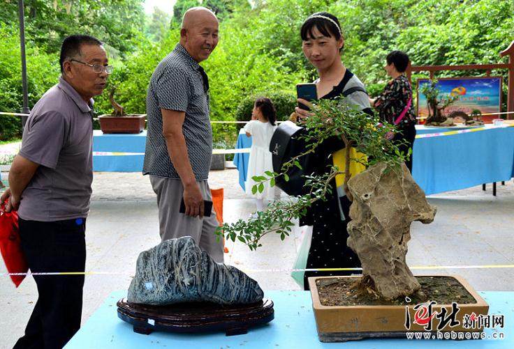 游客在邯郸市丛台公园观看盆景雅石