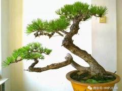 双干式盆景怎么造型的5个技巧 图片