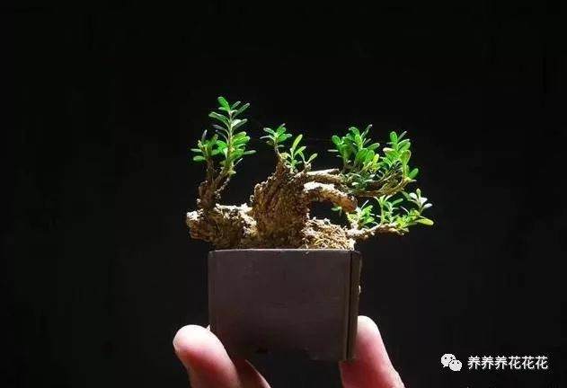 有哪些植物可以做微型盆景？