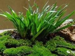 菖蒲盆景怎么种植养护的5个技术