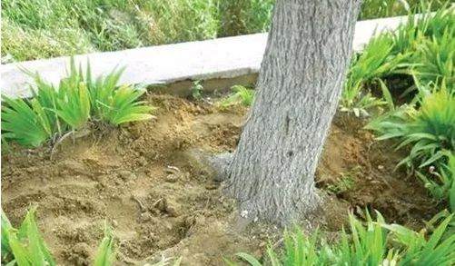怎么去山上挖盆景树桩 未发芽时如何采挖